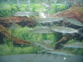 泰山赤鳞鱼多少钱一斤