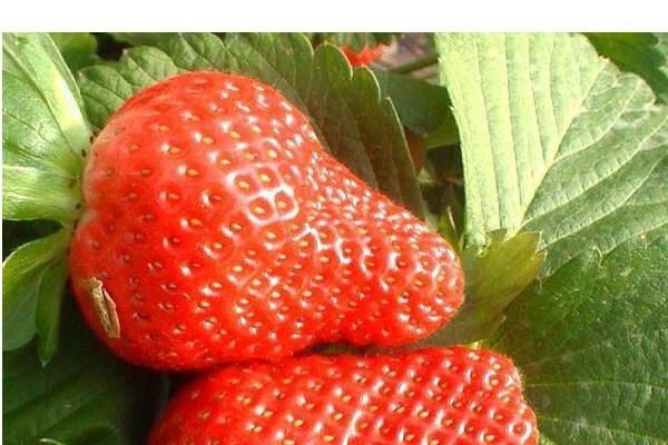 草莓都有哪些品种啊？