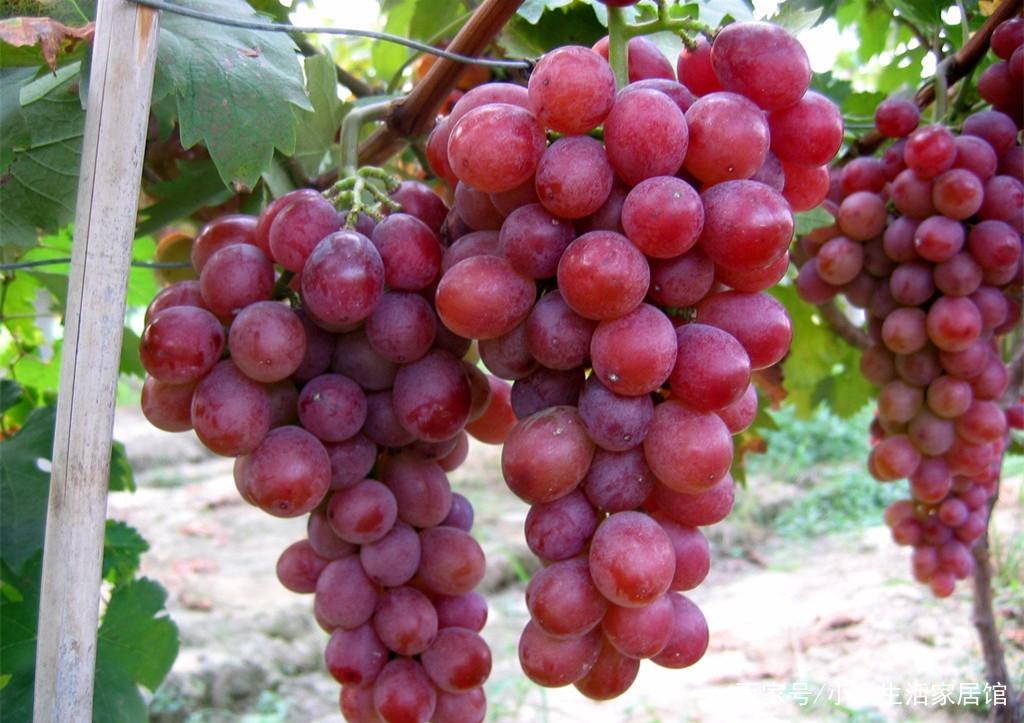 红宝石葡萄和罗马红宝石葡萄有何区别？哪个口感好？