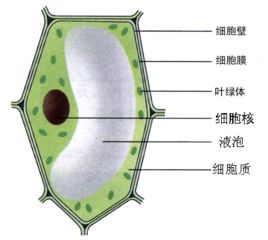 植物细胞的基本结构有哪些各种结构的功能是什么