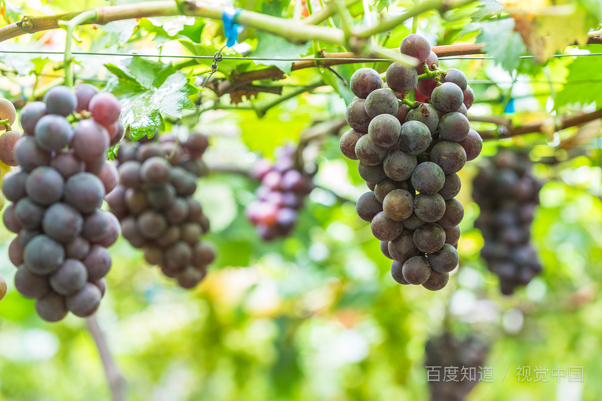 中原地区的人们首次能吃到自己种植的葡萄应开始于?? A：秦朝 B：西汉 C：东汉 D：唐朝