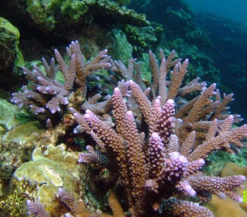 鹿角珊瑚的保护级别
