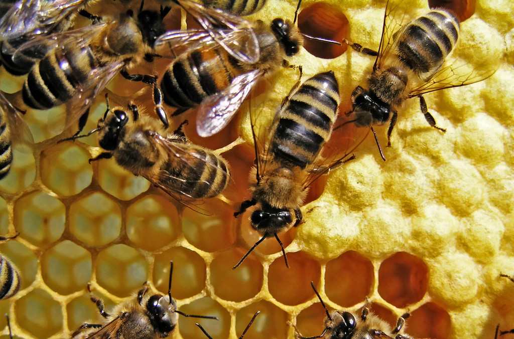 蜜蜂的生长环境是什么？