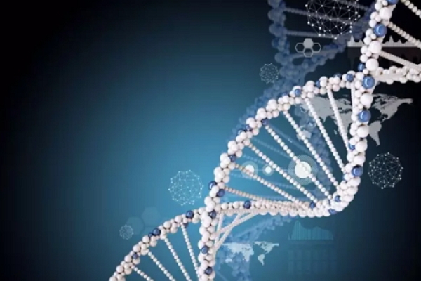 如何制作DNA分子的双螺旋结构模型