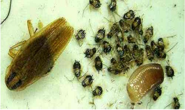 家里发现好几个蟑螂卵鞘，该怎么找到其他的蟑螂？