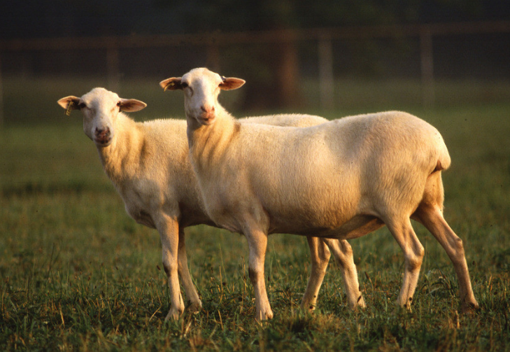 养羊的利润与成本是多少？如何养羊？