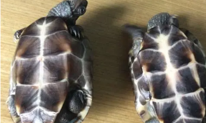 草龟如何区分公母
