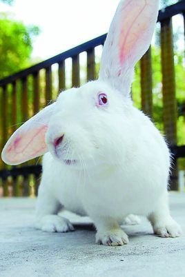日本大耳兔的生长繁殖