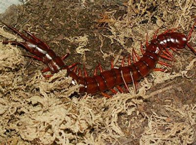 中国红巨龙蜈蚣的生活习性
