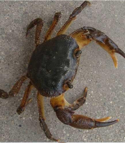 这小螃蟹啥品种 怎么养不会死？