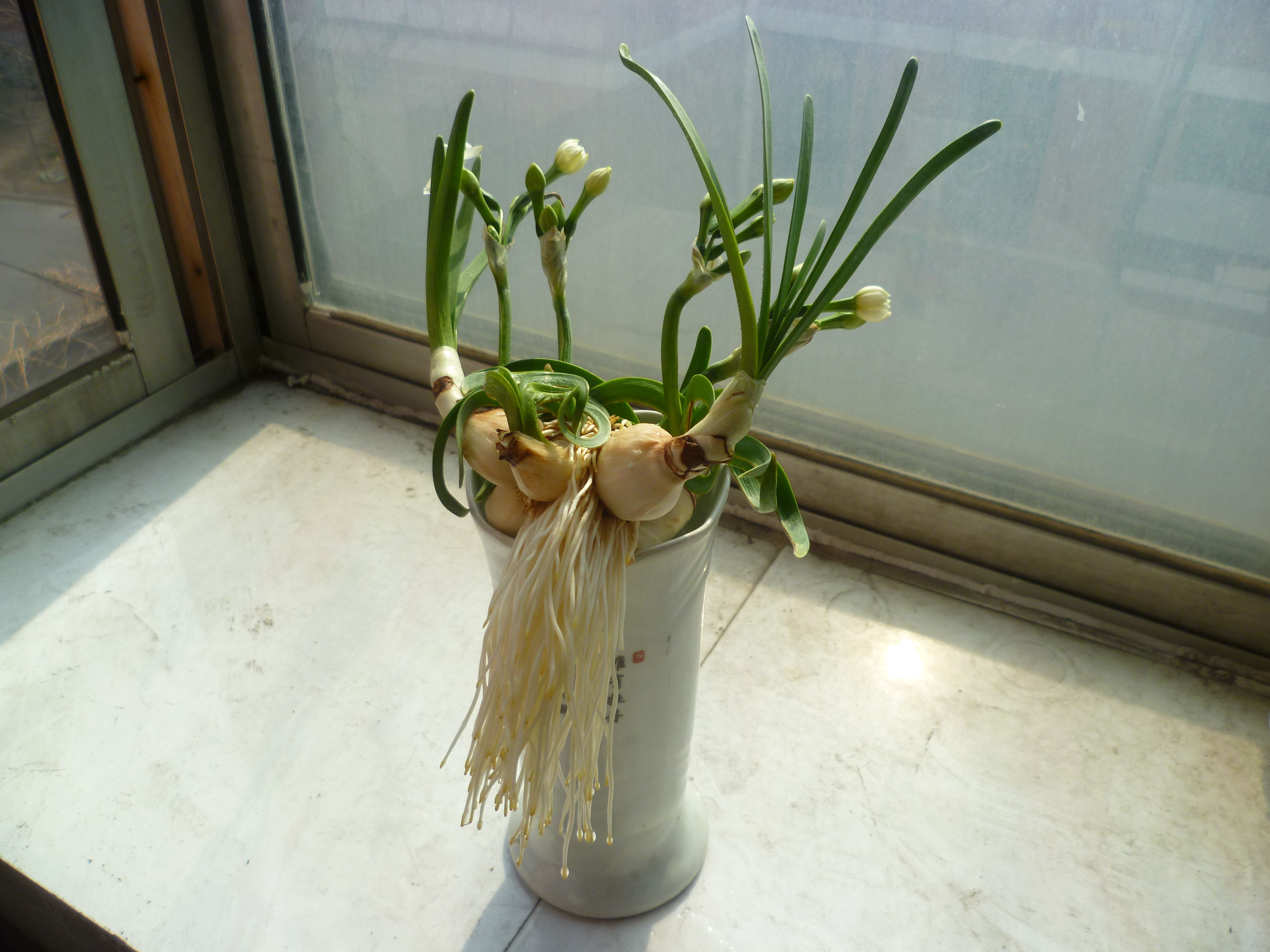 水仙花的养殖方法水培过的水仙花可以土培吗
