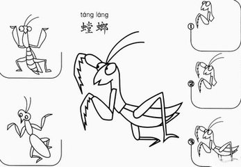 螳螂简笔画 螳螂的草图怎么画