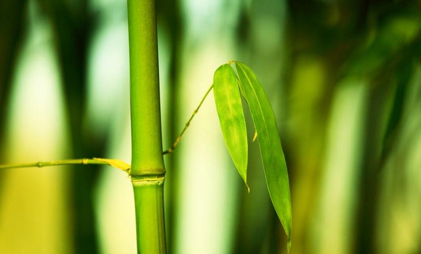 为什么竹子是长成中空的，而且还一节一节的？