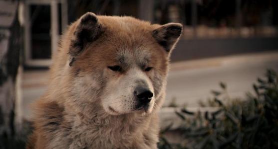 跪求感人的关于狗的电影，狗狗感人的电影推荐