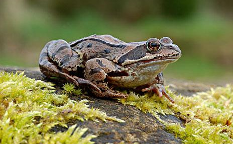 石蛙和牛蛙有什么区别