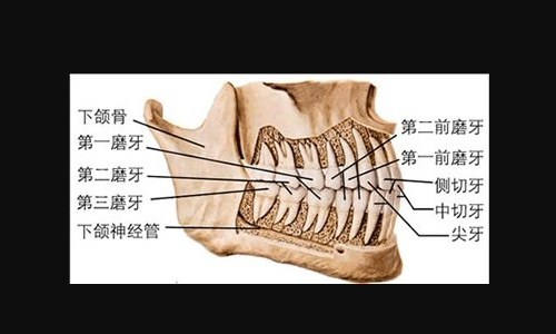 牙齿的名称是什么 牙齿的结构图分析