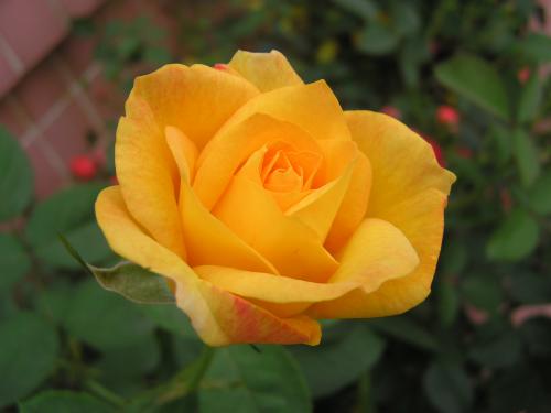 黄玫瑰花语是什么?