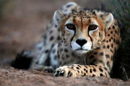 亚洲猎豹和非洲猎豹有什么不同?