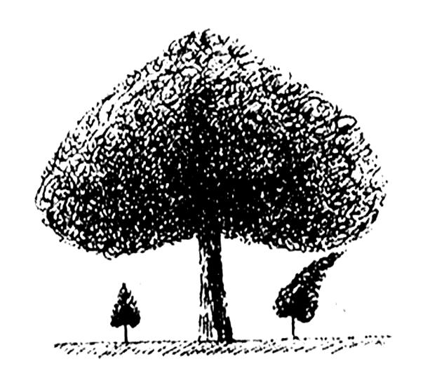想要一个关于大树与小树的图片