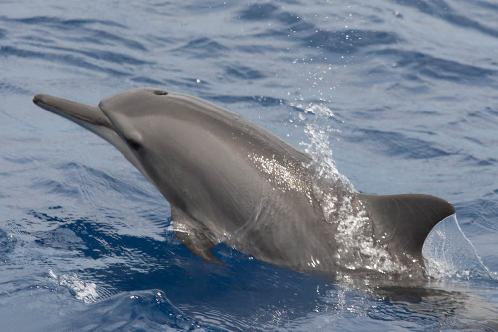 海豚有几种类型?