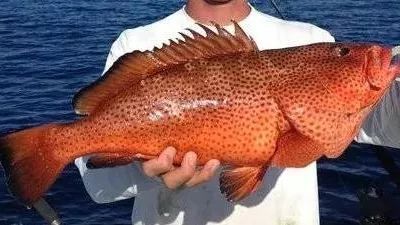 红斑鱼多少钱一斤？