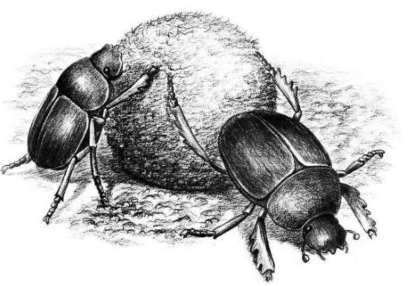 昆虫记里的第一章 圣甲虫  提出些问题