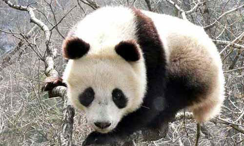 大熊猫秦岭亚种的种群现状