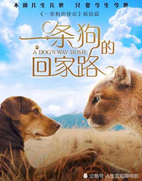 《一条狗的回家路(2019)》百度网盘无删减完整版在线观看，查尔斯·马丁·史密斯导演的
