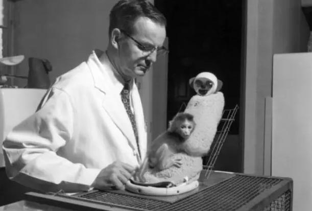 皮亚杰有关恒河猴的实验证明依恋重要的原因是什么？