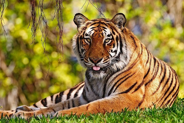 中国有哪些老虎的种类？