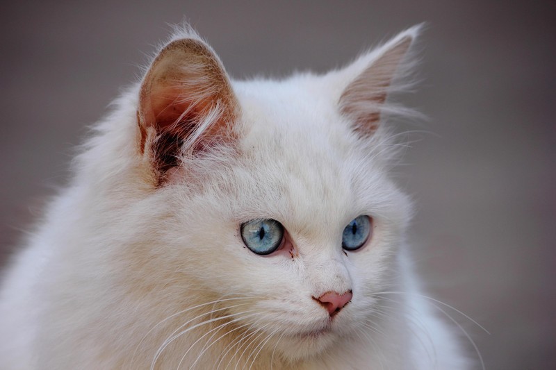 灰色毛蓝眼睛猫是什么品种啊？