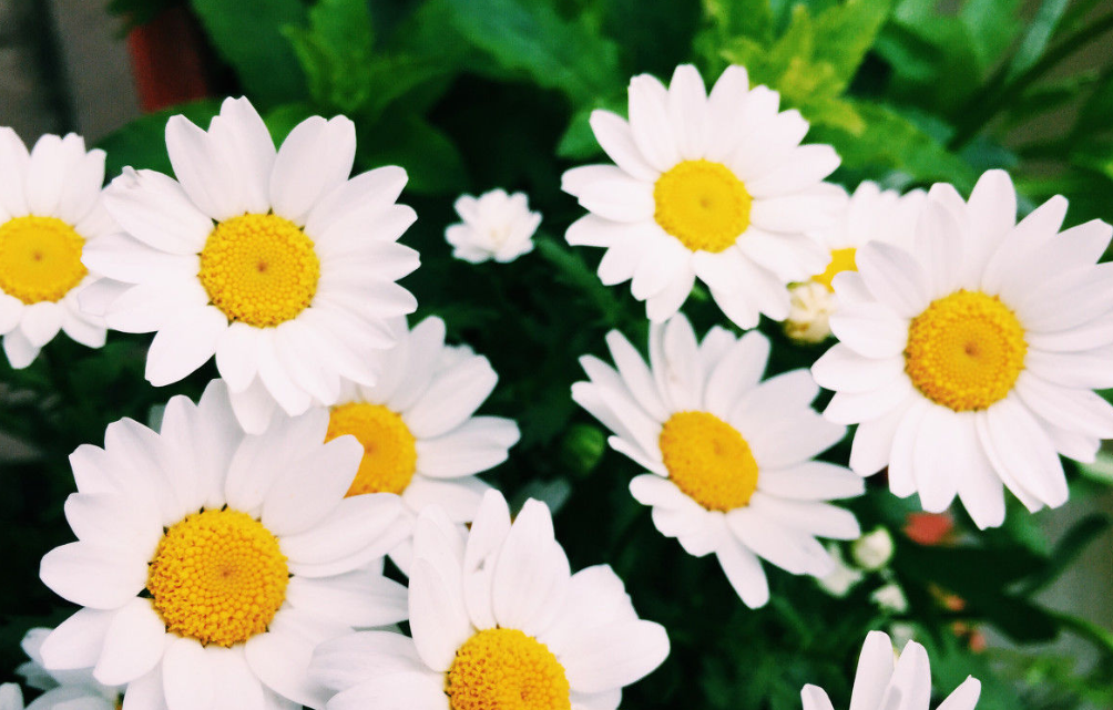 白雏菊的花语是什么