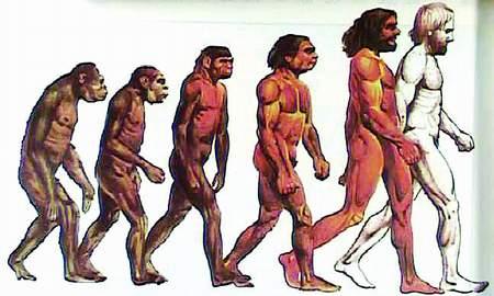 人类的进化过程（图）