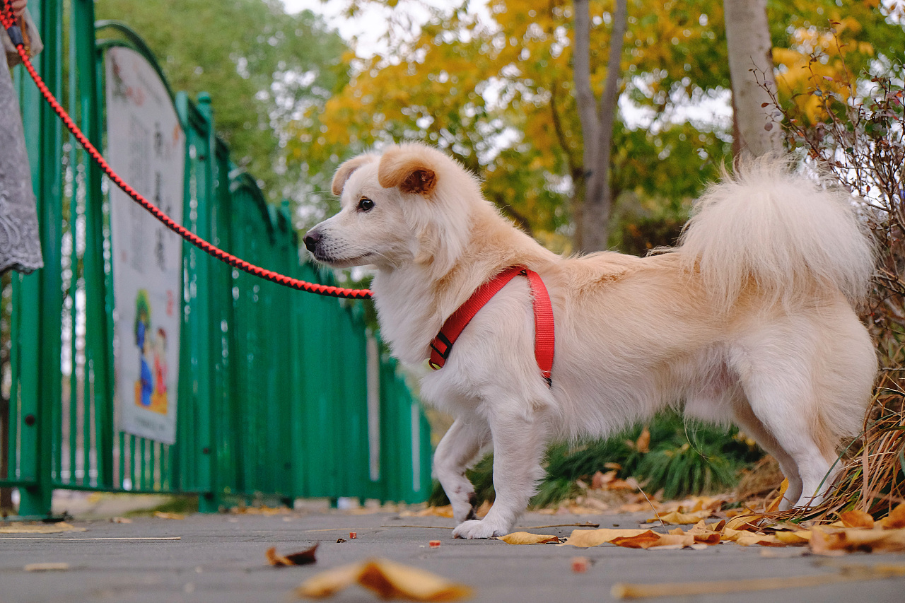 和狗狗一起散步的时候究竟有多治愈？
