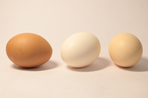 假鸡蛋如何辨别真假
