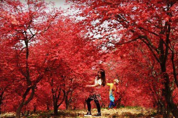 日本红枫血红枫和红舞来自姬那个更红，更持久？