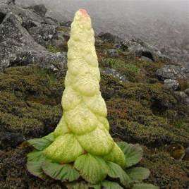 这是什么花，有人说这是喜马拉雅山帝王花是真的吗？