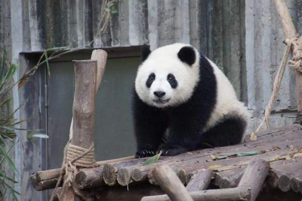 为什么熊猫是中国的国宝