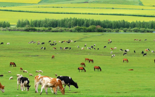 大牧场放牧业和畜来自牧业的区别？
