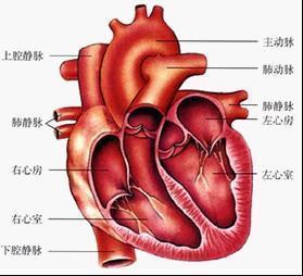 人的心脏结构示意来自图