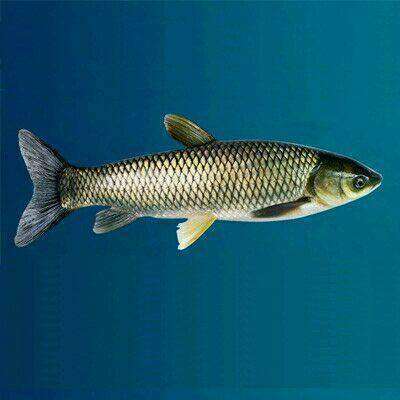 鱼的来自种类有哪几种