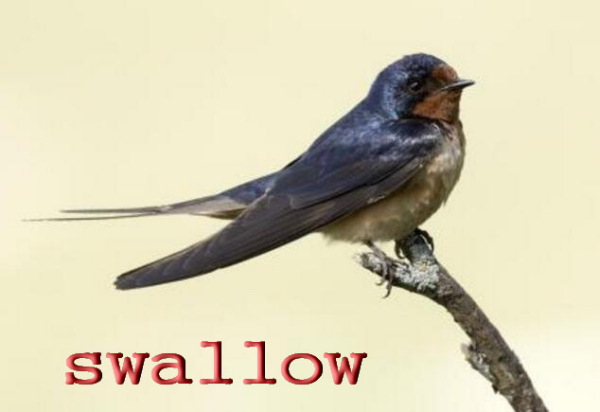 swallow是什么意思