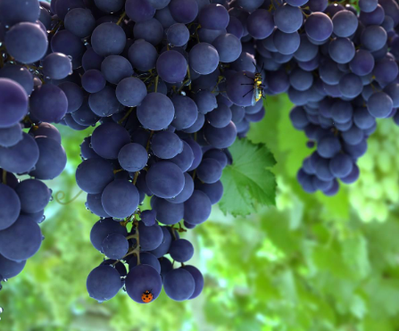 葡萄来自是热性食物还是凉性的？