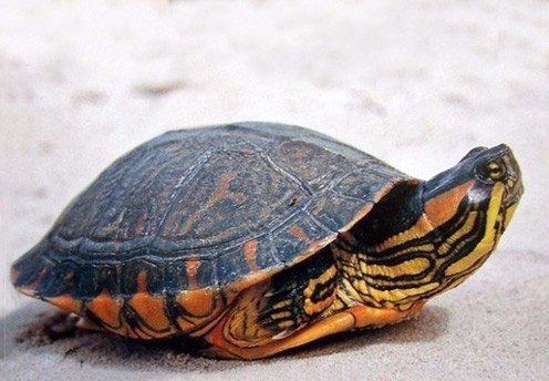 求助巴西龟和巴西彩龟的区别
