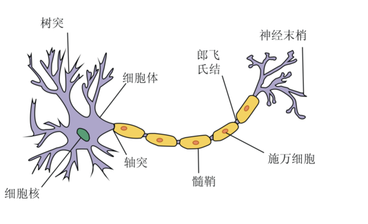 突触与轴突树突的关系