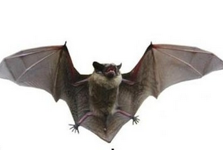 家错严吸若际科中个蝙蝠有段时间了,风水学中它代表的什么?