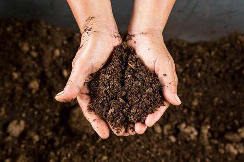 仙土、腐殖土和泥炭土有何本质区别？