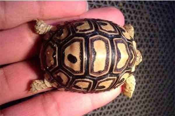 十大最好养的陆龟是哪些来自品种的？