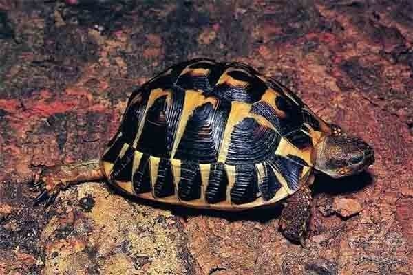 十大最好养的陆龟是哪些来自品种的？