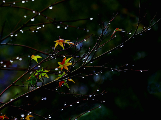 描写秋天雨后空气清新的诗句致或条亮有哪些？